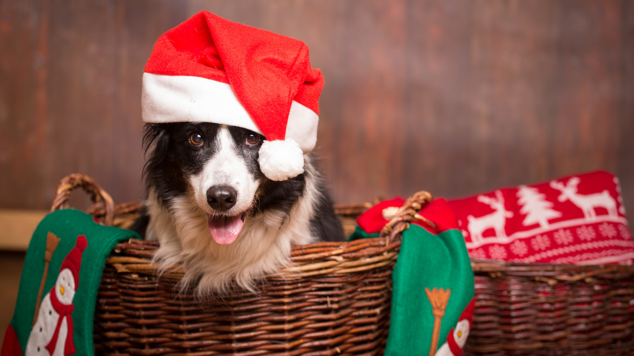 Collie dog wearing a Santa hat