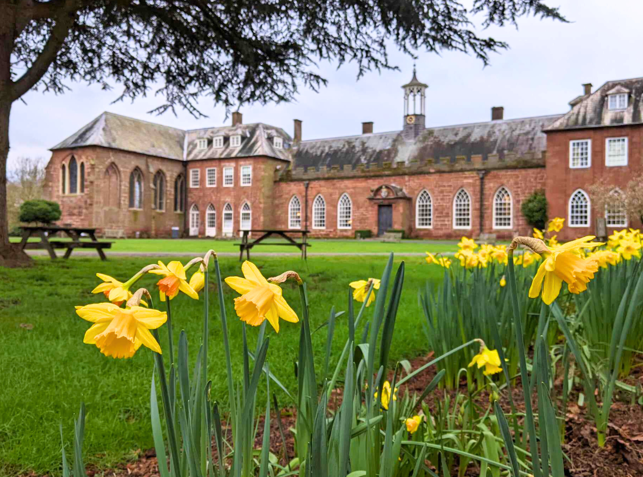 Daffodils in front of Hartlebury Castle