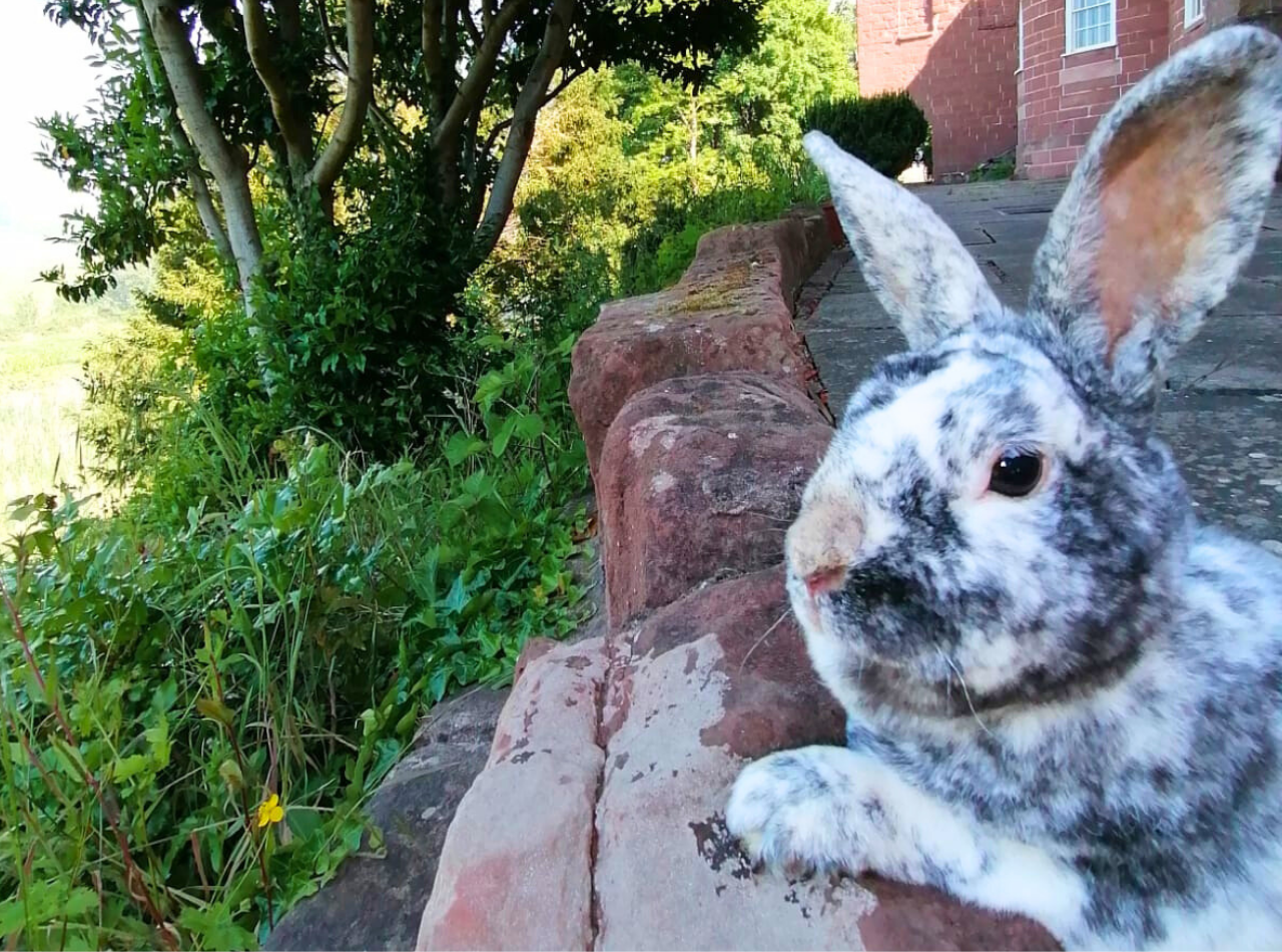Rex the Rabbit sits outside Hartlebury Castle on the back terrace