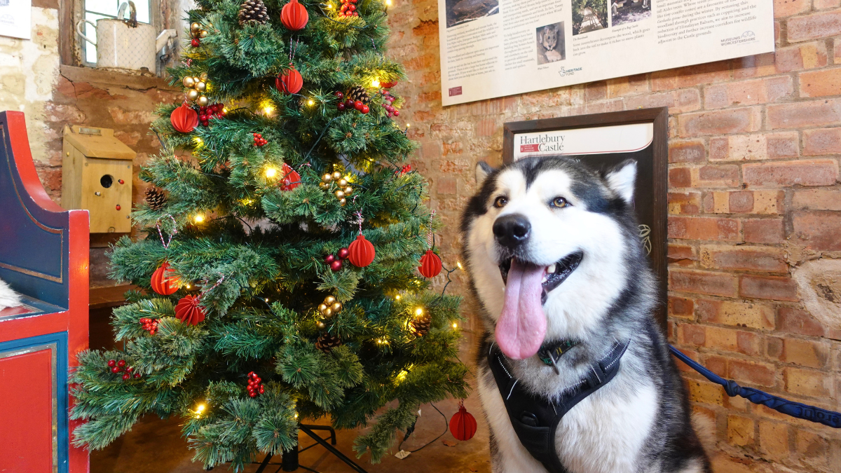 Christmas page banner Husky posing with his tongue out next to a Christmas tree